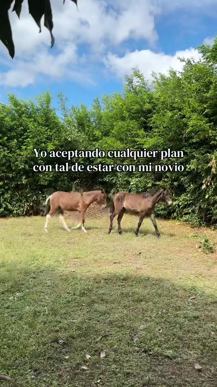 @E L I K A