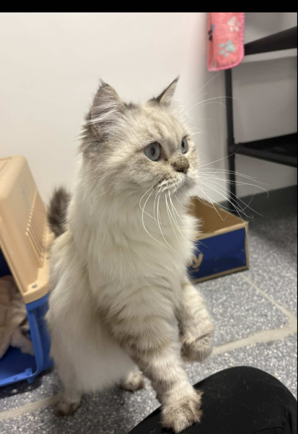 @The Fur Seasons Feline Rescue