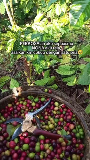 @PetaniMuda