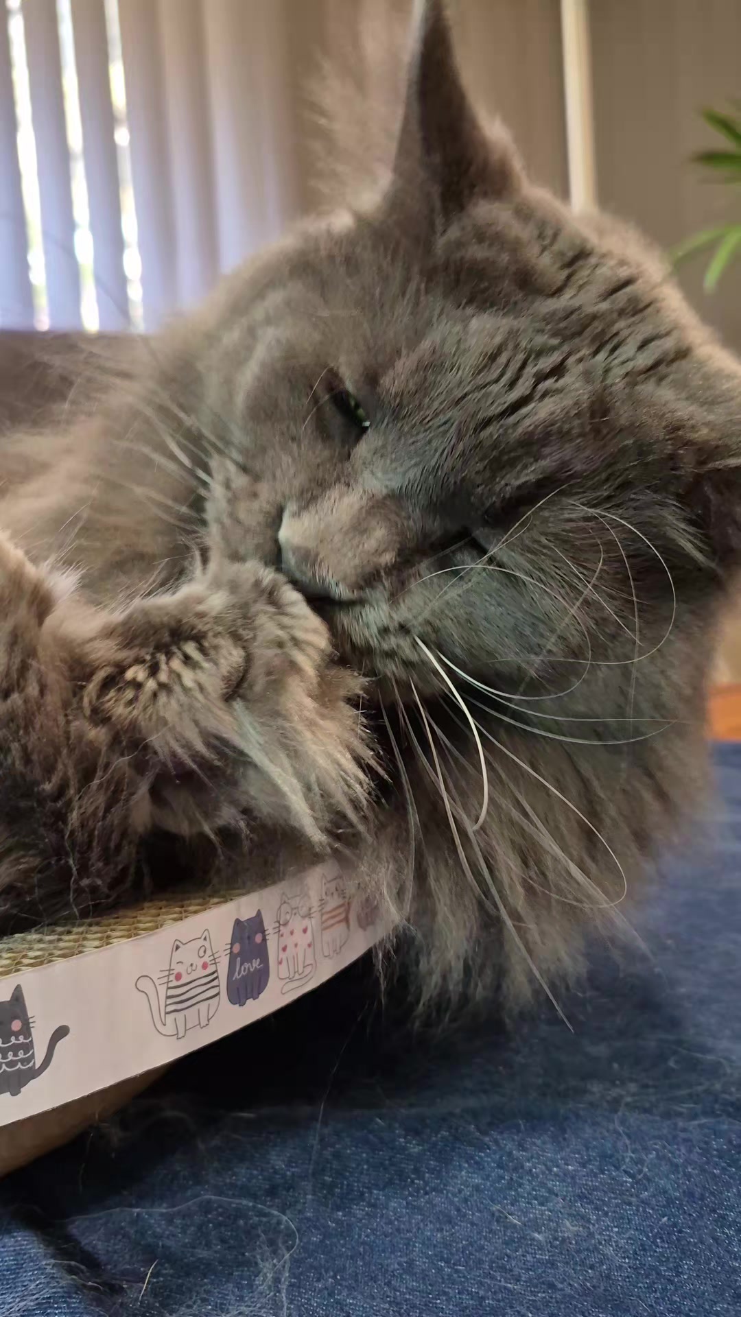 @Ragnar the Maine Coon 🐈