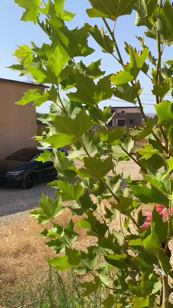 @Lavage Auto Sadaoui 02 🥇