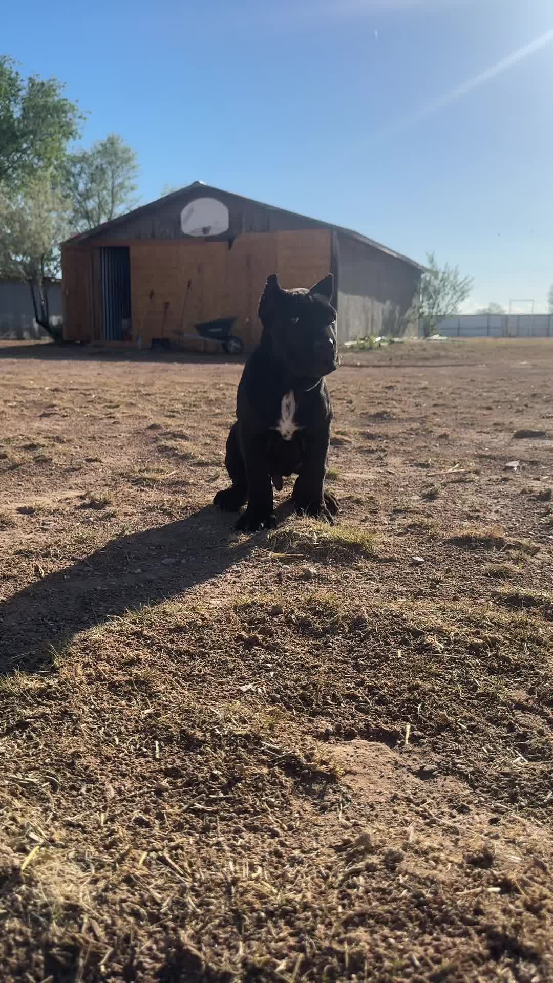 @canecorsoblackguardianz