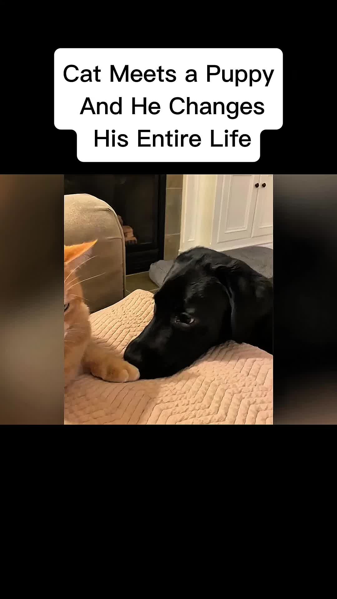 @cddle_buddies_channel