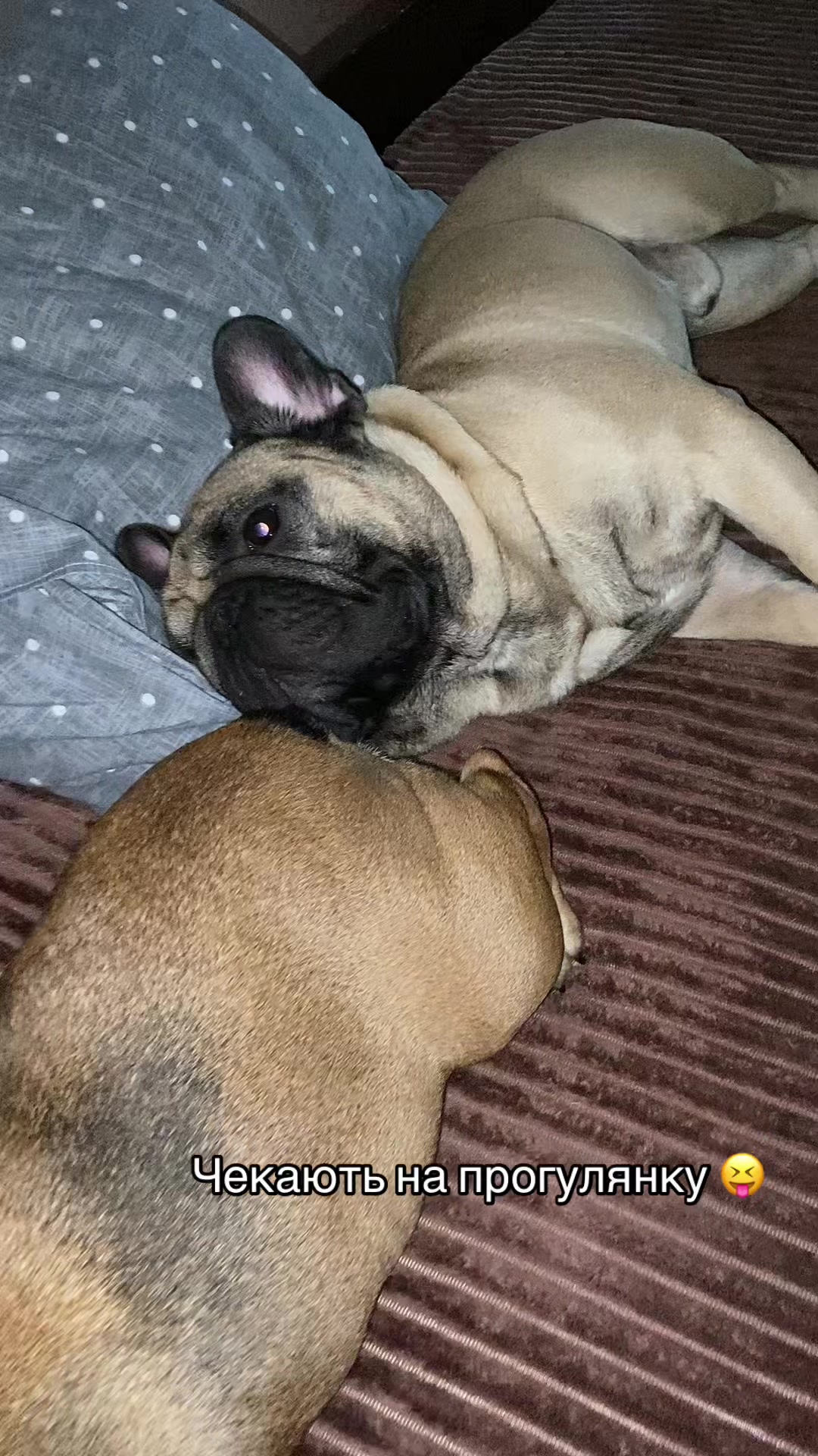 @_holly_bulls_