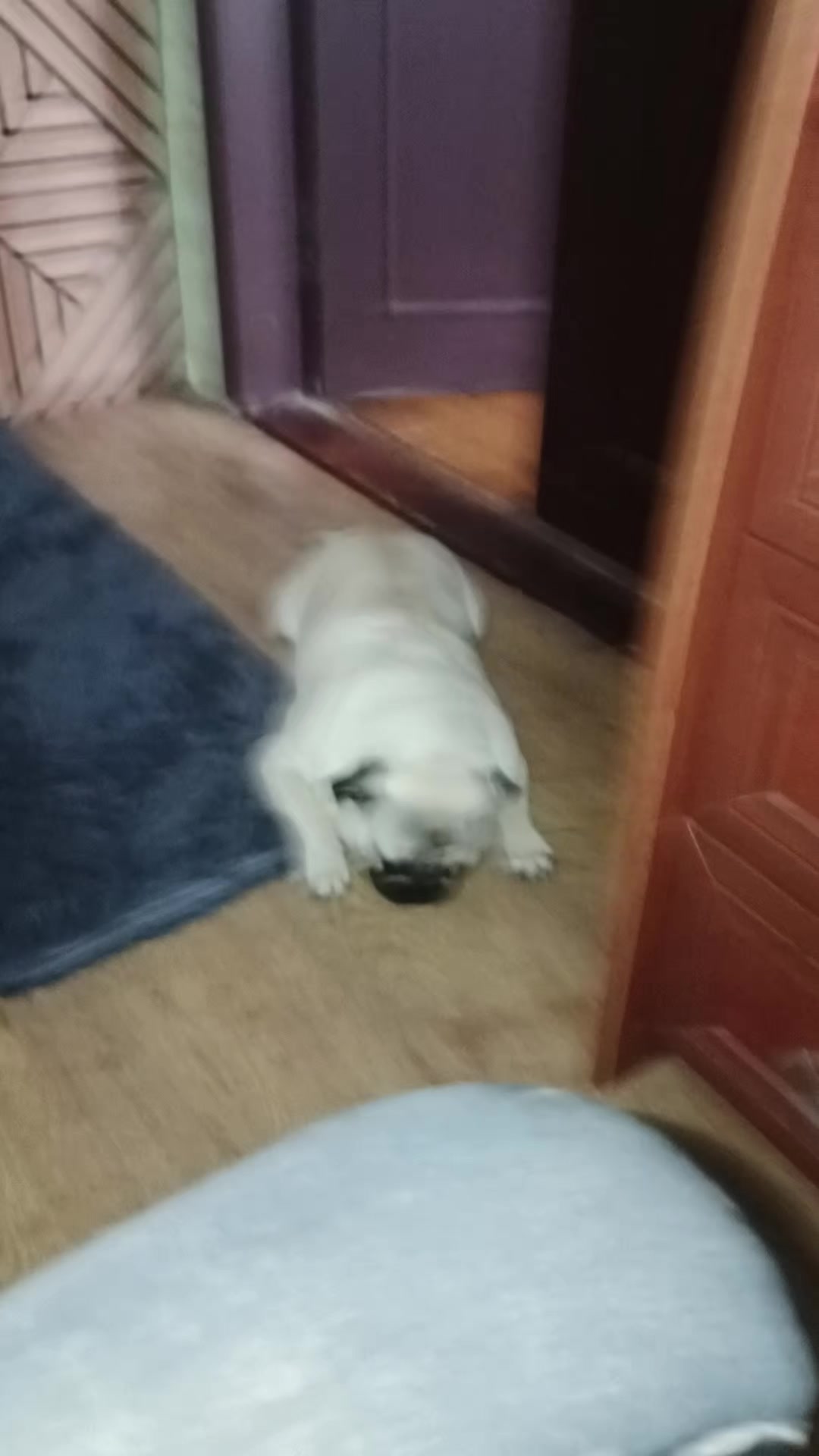 @мопс жора🐾