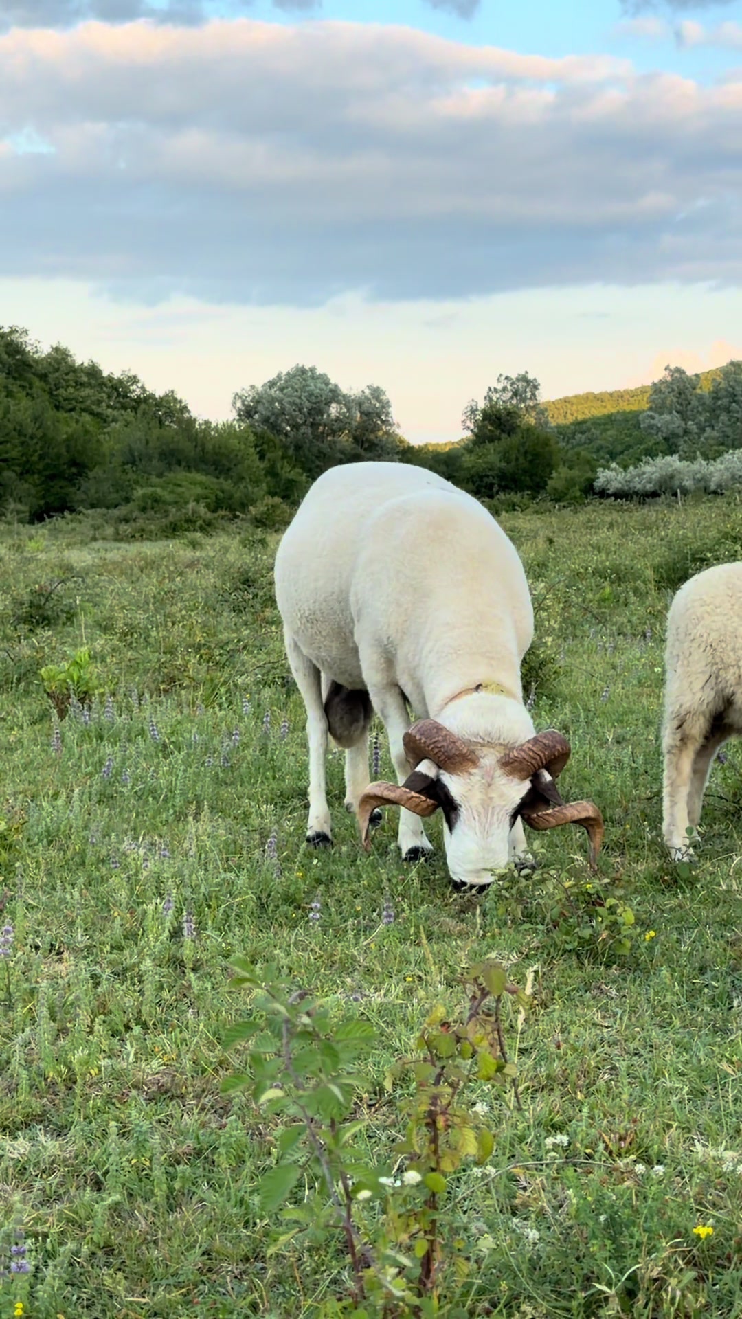 @GurishtaFarm