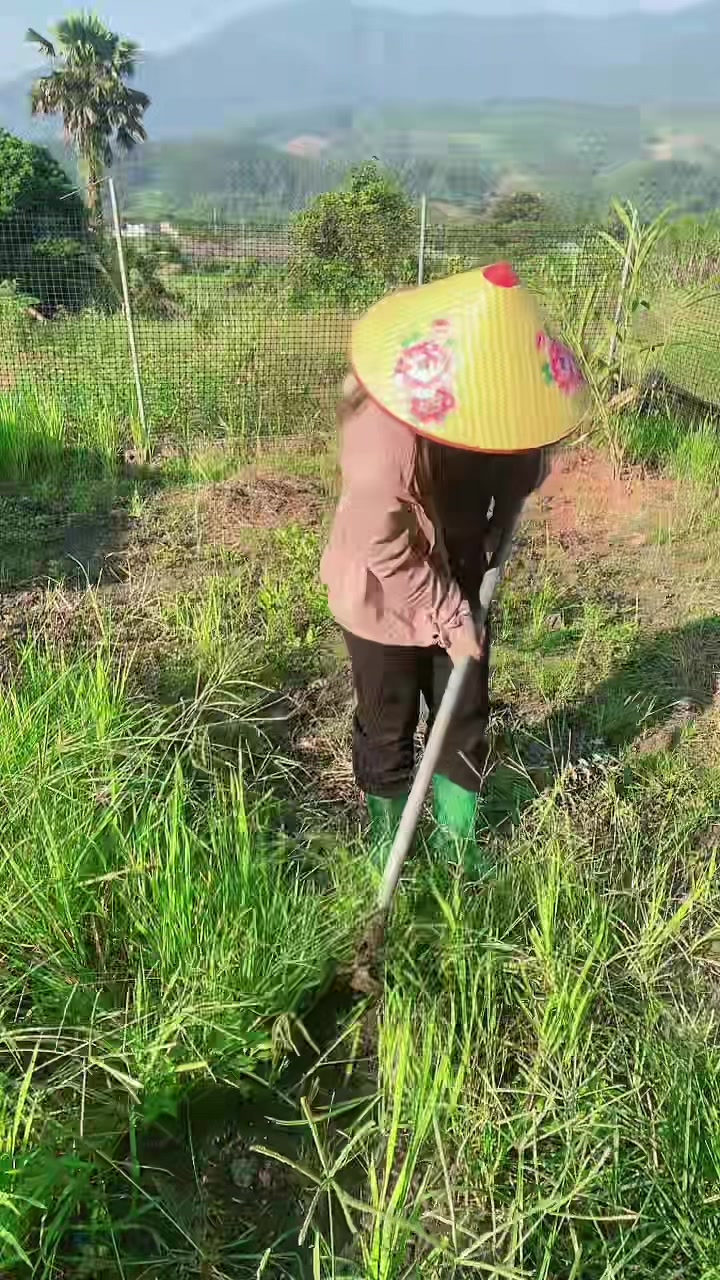 @🌹 Mia single 💕🇻🇳