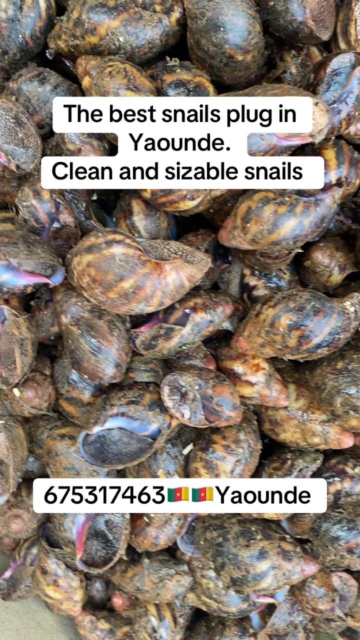 @Chanz’s Africanfood supply🇨🇲