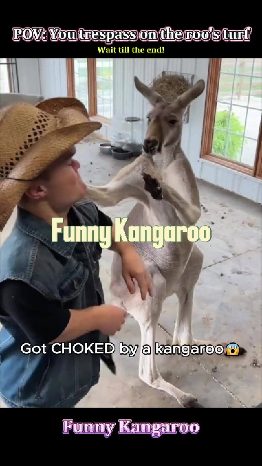 @Pet.humor5.USA