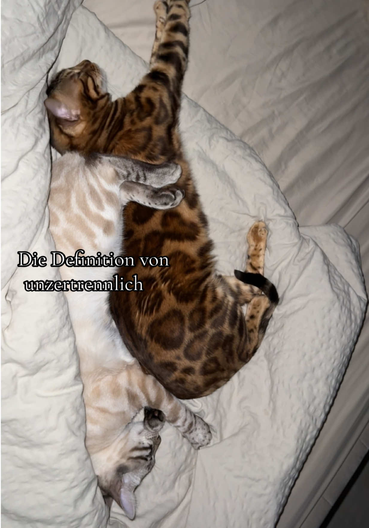 @ALINA 🐆🤎
