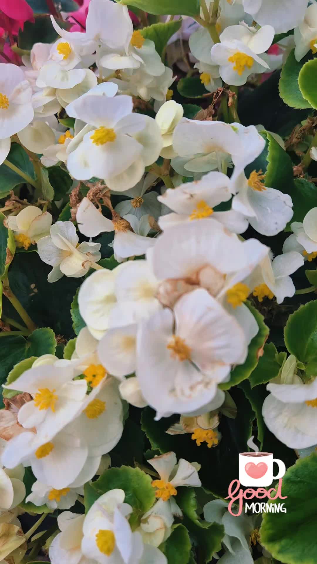 @Mariola Paradowska✨️👑✨