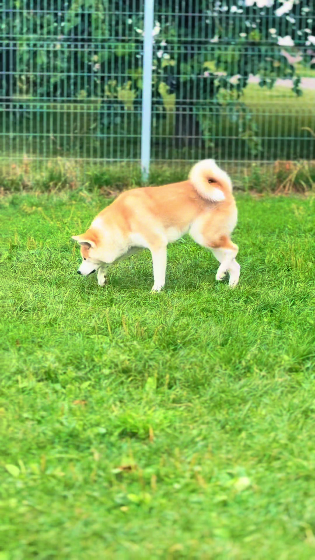 @oh_myakita