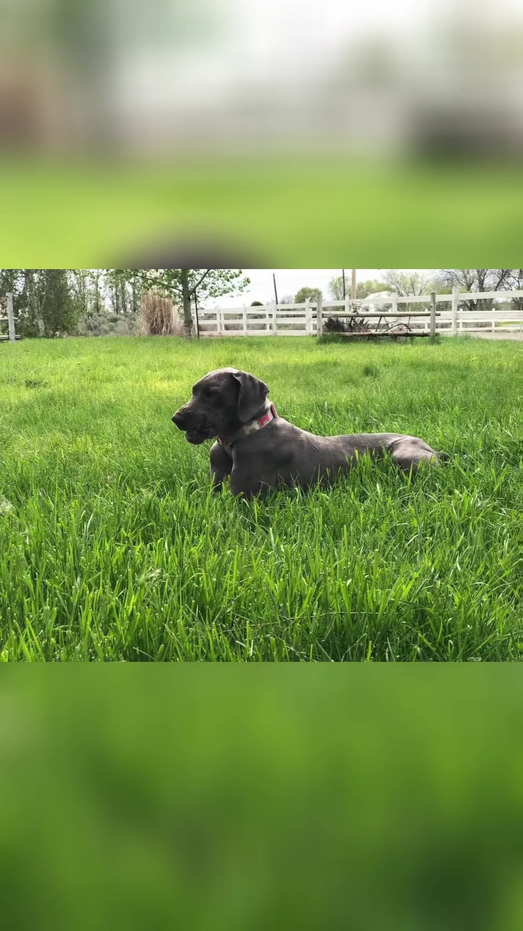 @DesertOasisKennels
