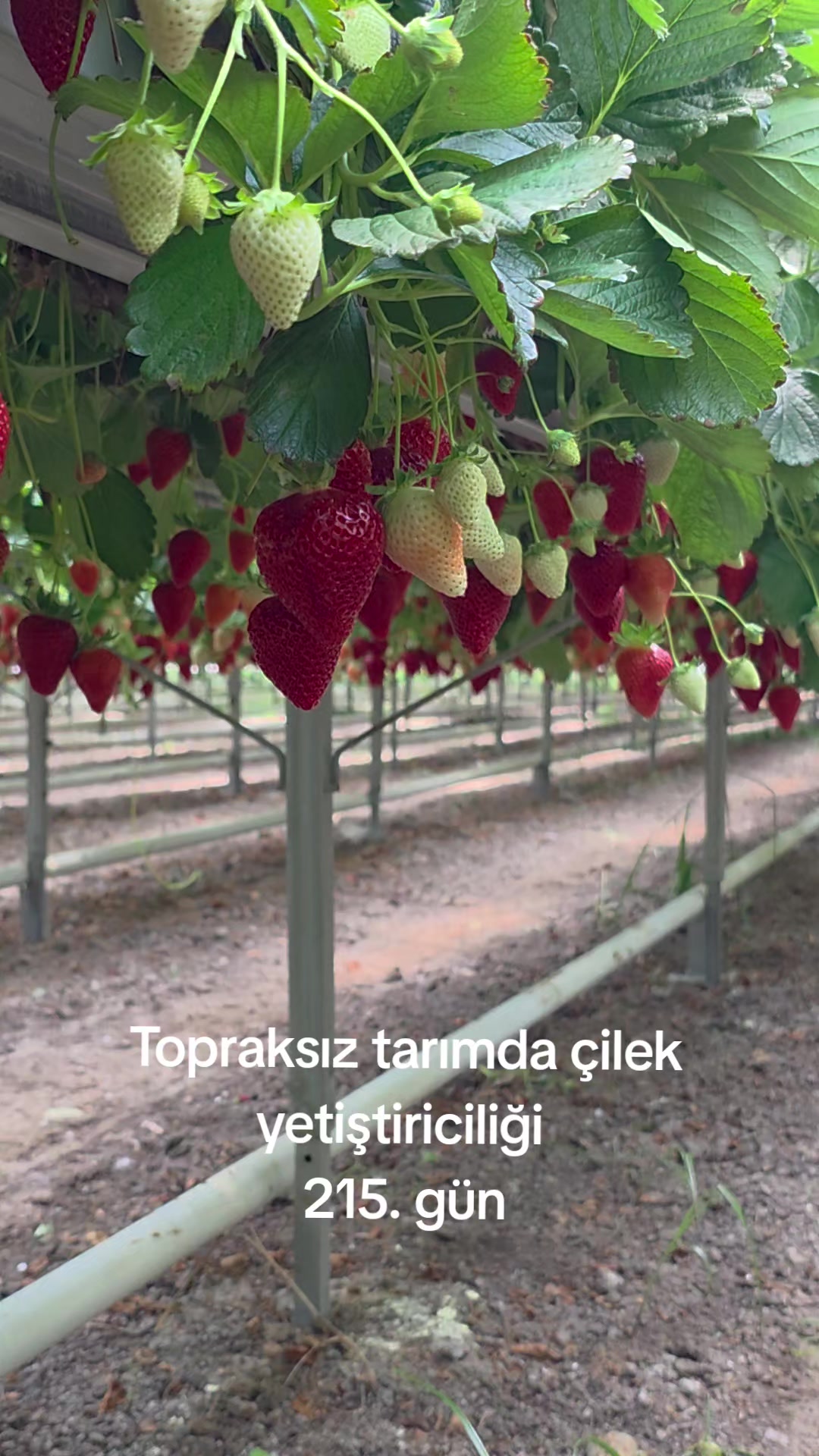 @Kartes Tarım Danışmanlık