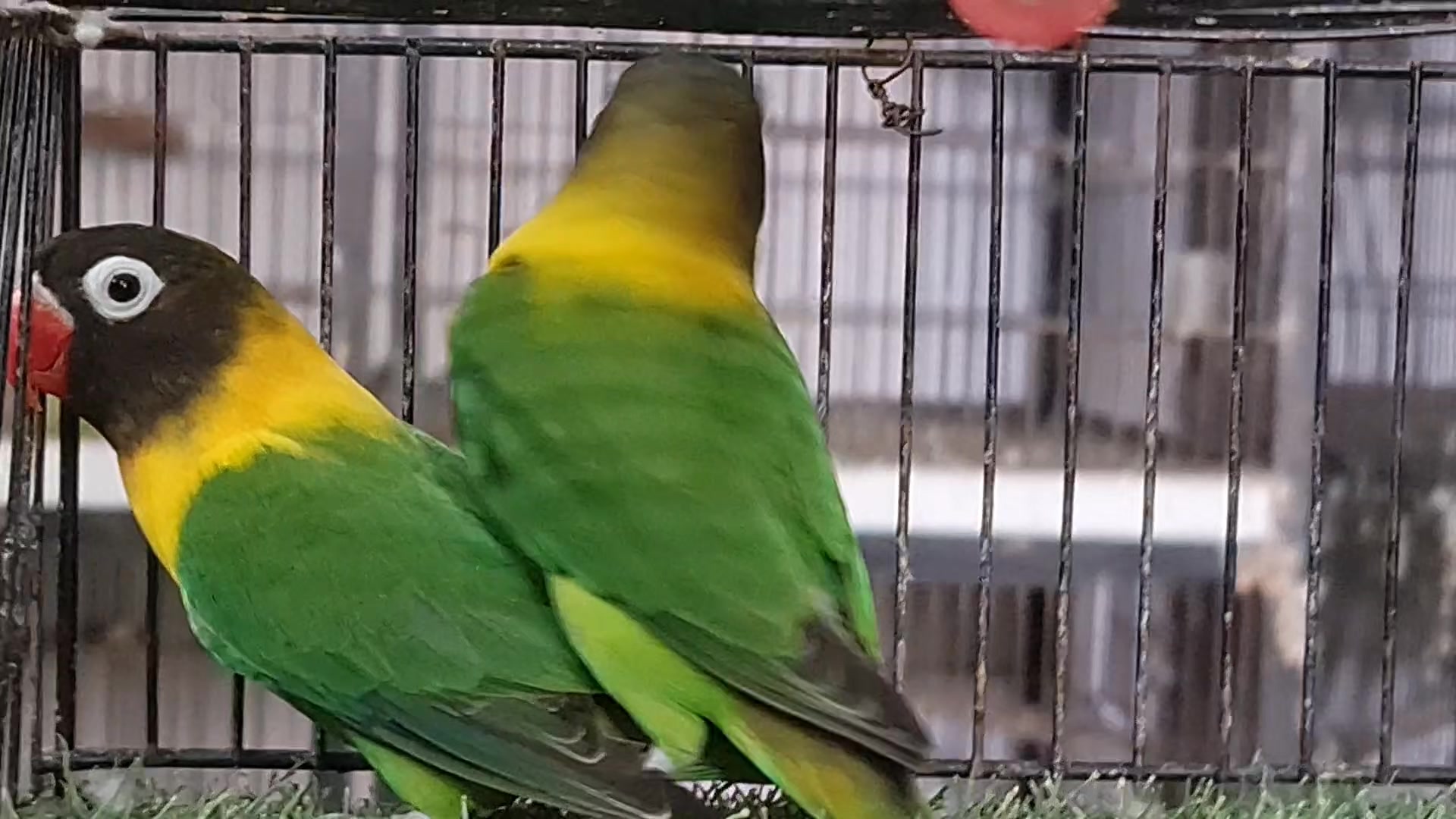 @ROYAL BIRD US