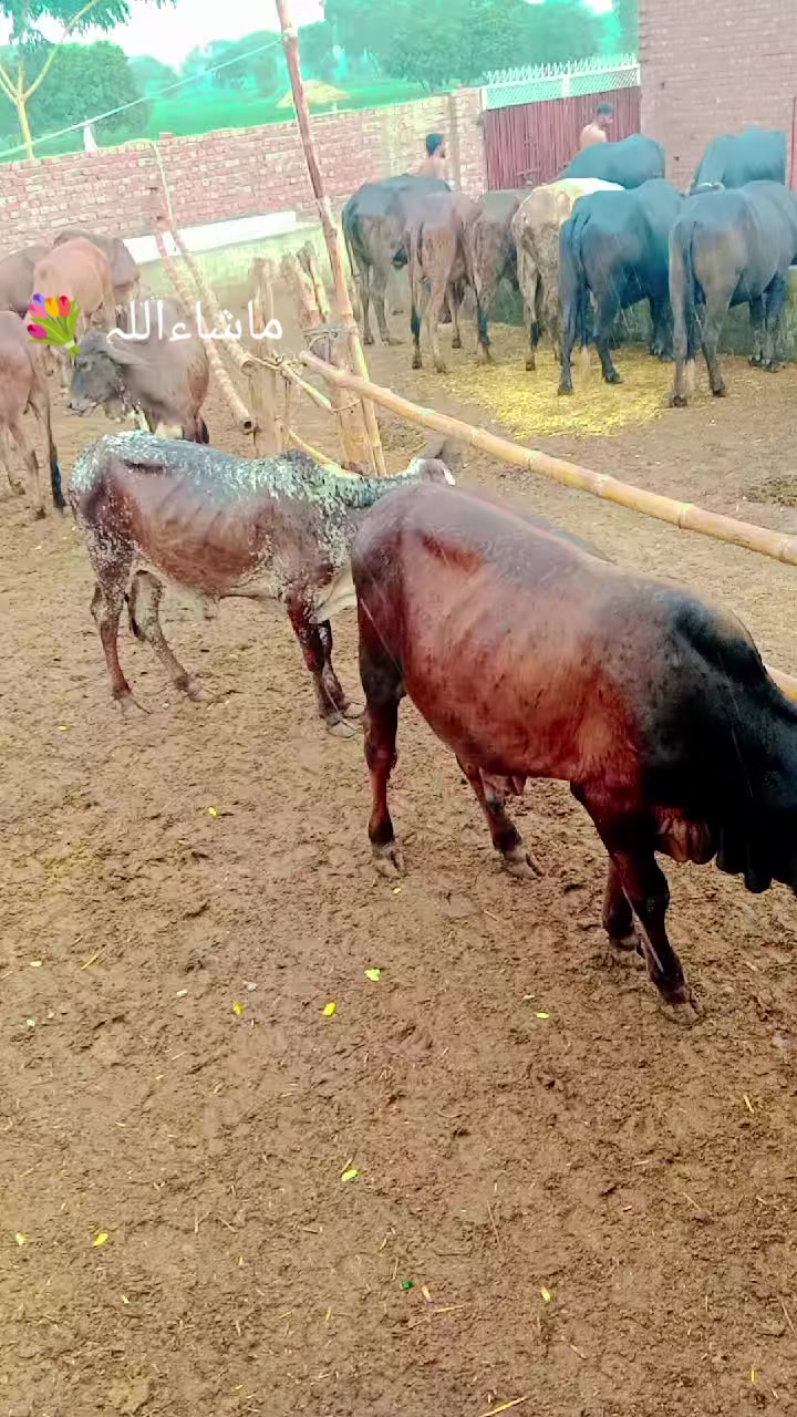 @꧁༒☬☠سہوتہ☠︎☬༒꧂