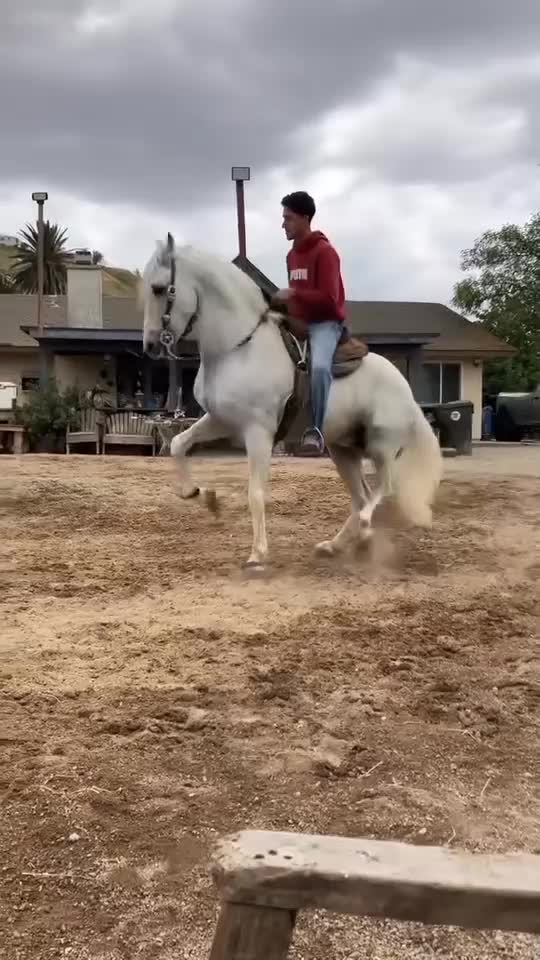 @yahirtorres6781