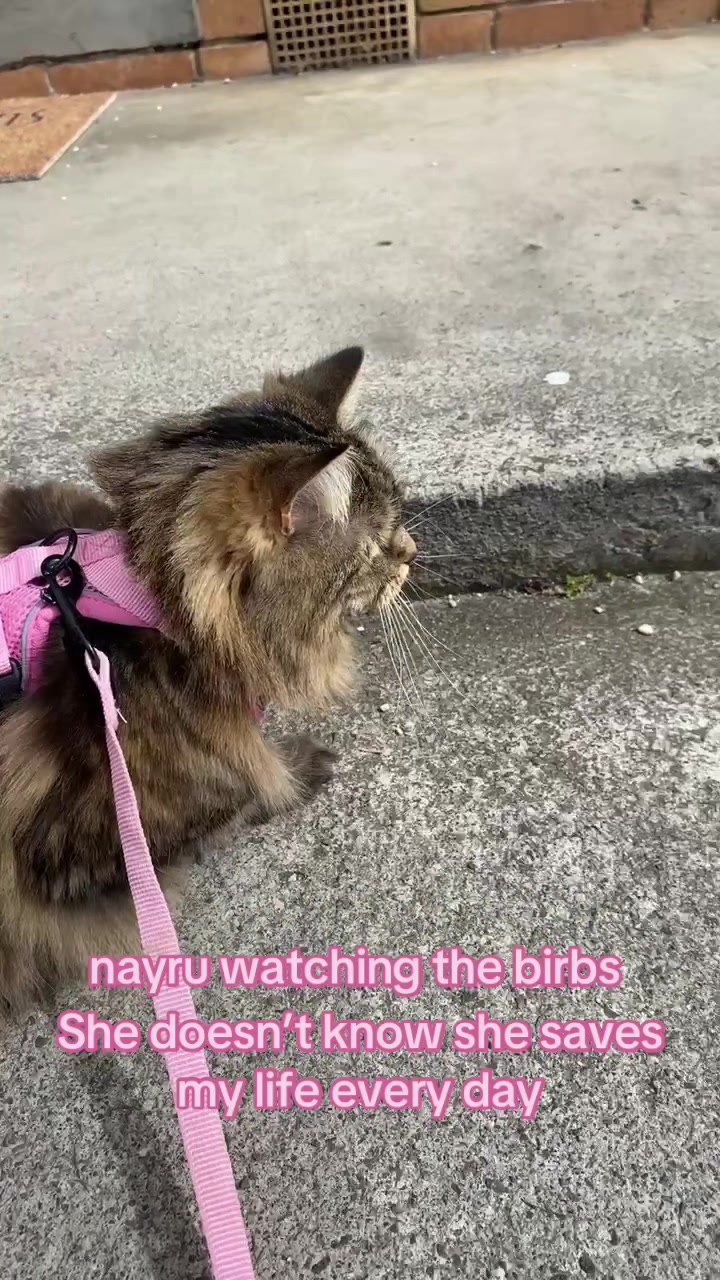 @cat