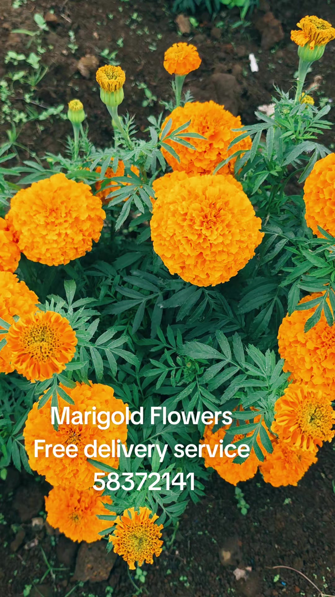 @Mi Flowers❤️