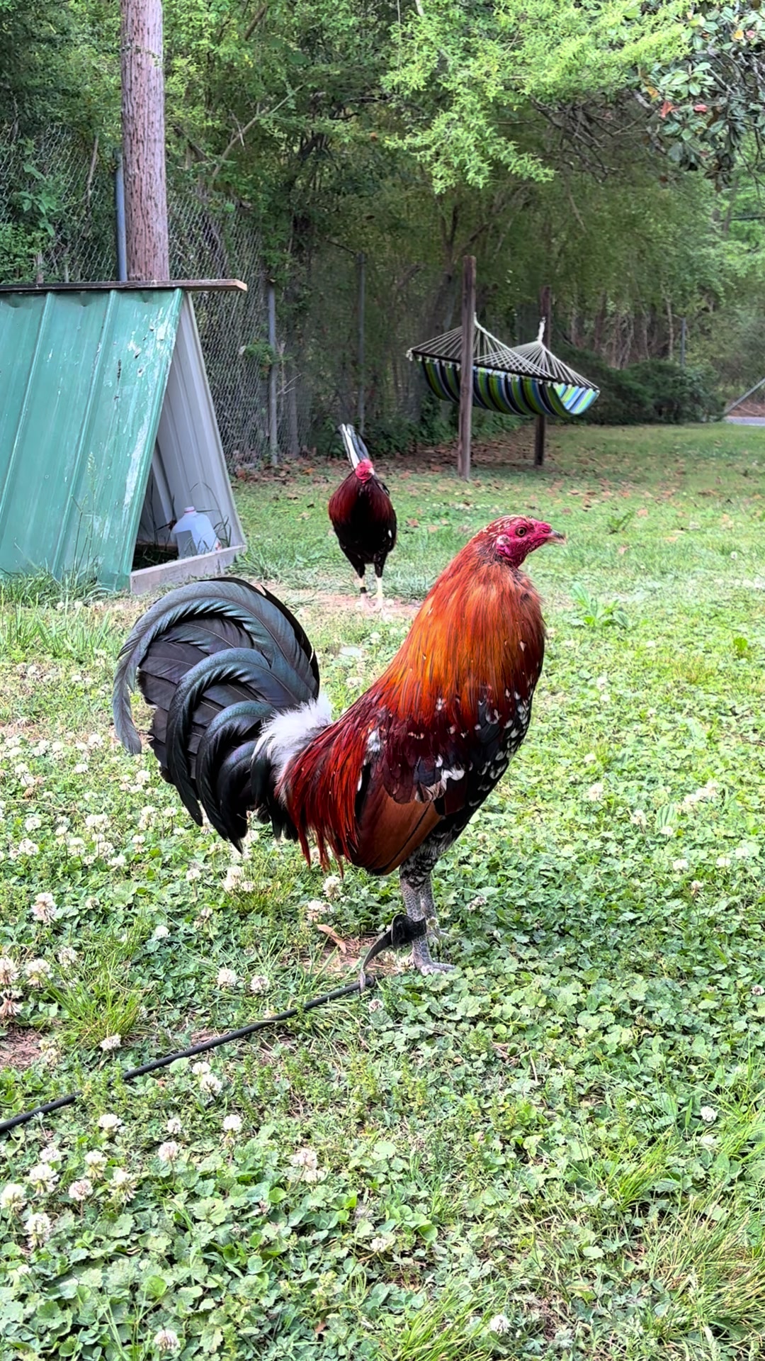 @Say when Sargents gamefarm