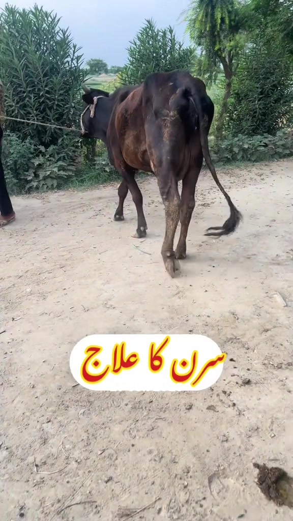 @Dr.Mohsin