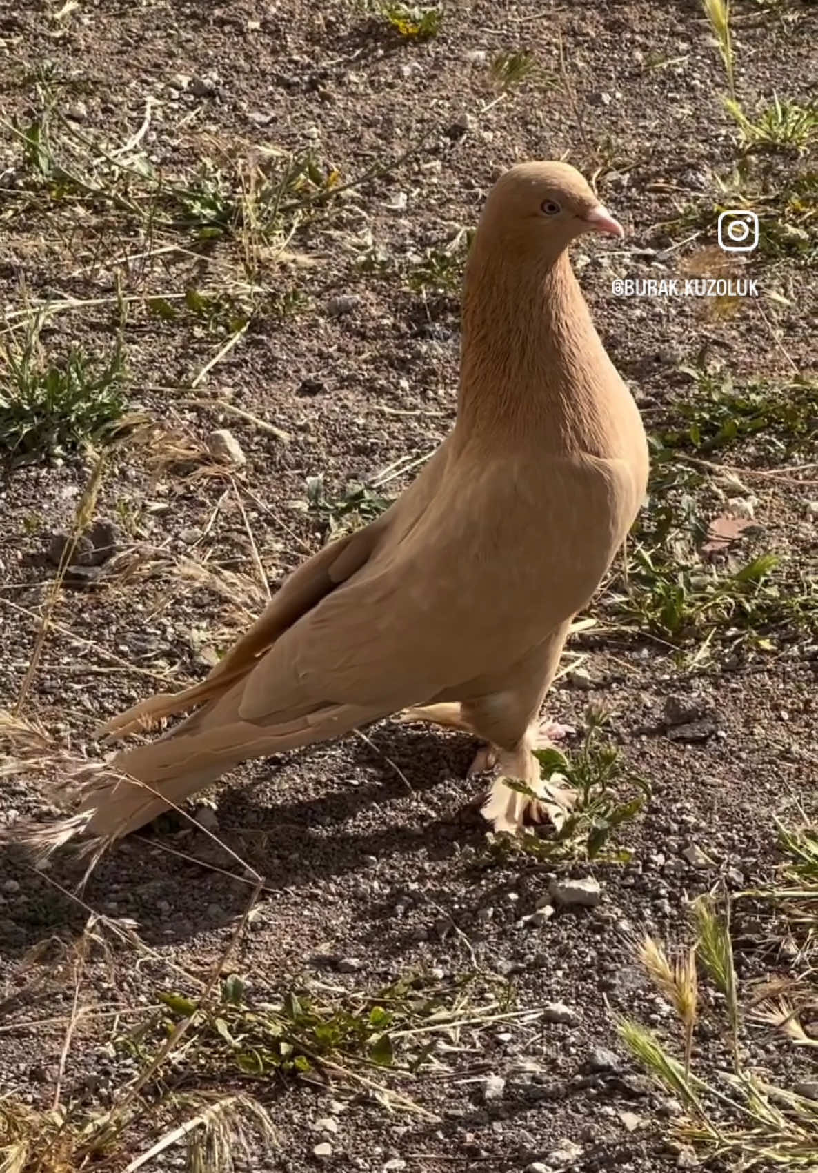 @burak.KUZOLUK [ Kuşlar Vadisi