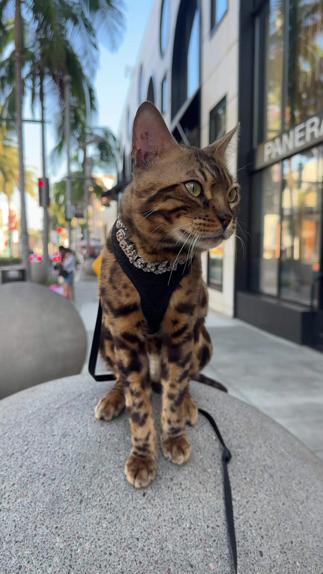 @Bengal Cats