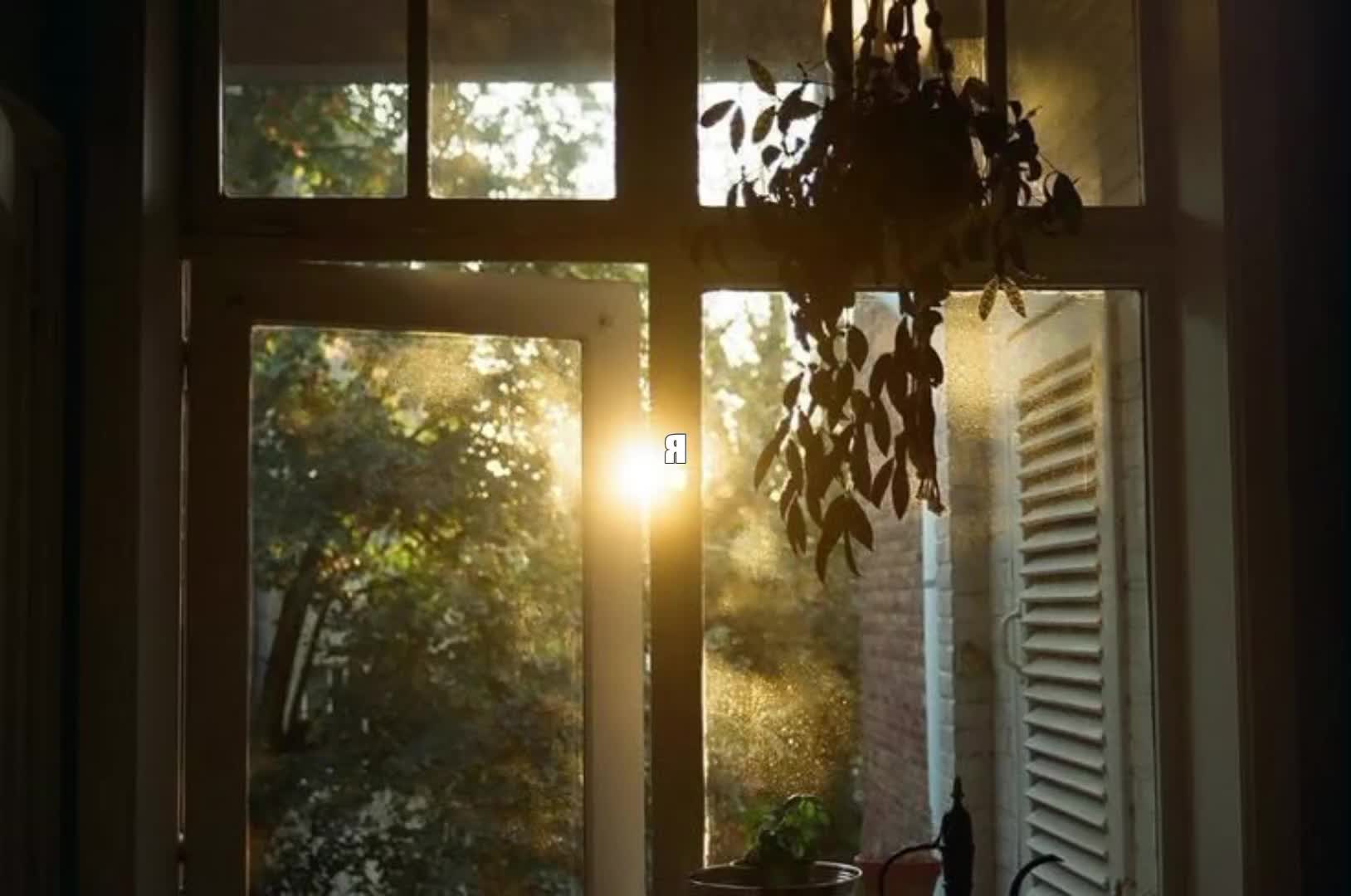 @🕊