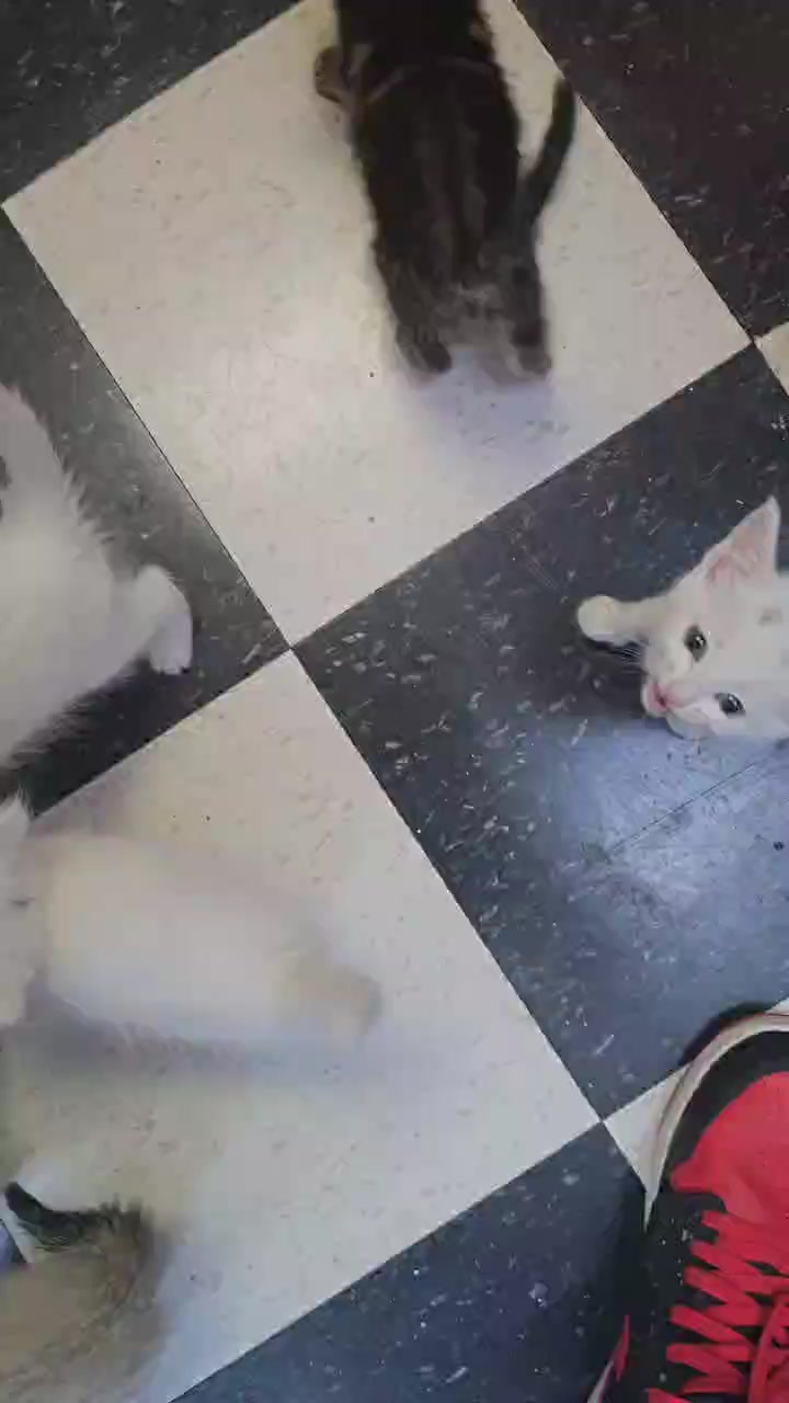@The Purrfect Pour Cat Cafe