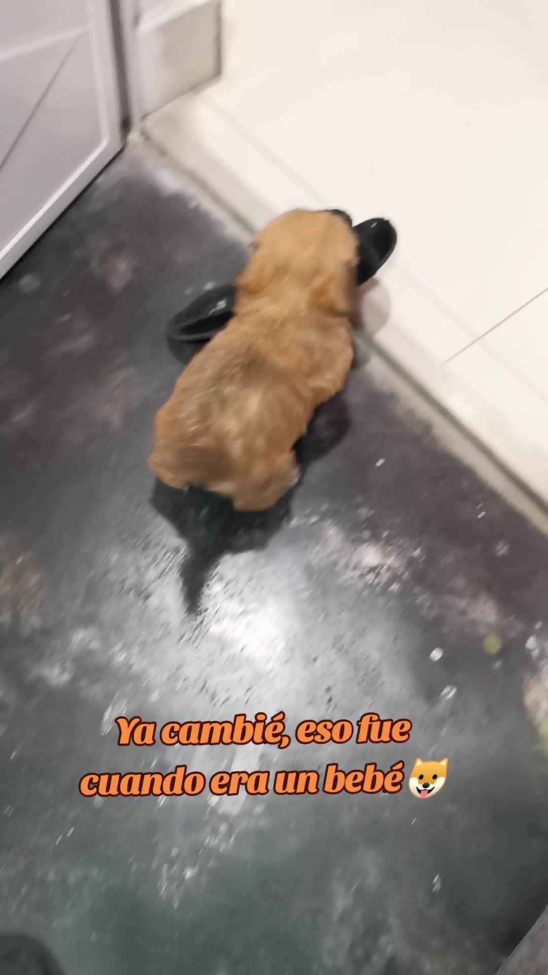 @paraqueveas👁️🐶