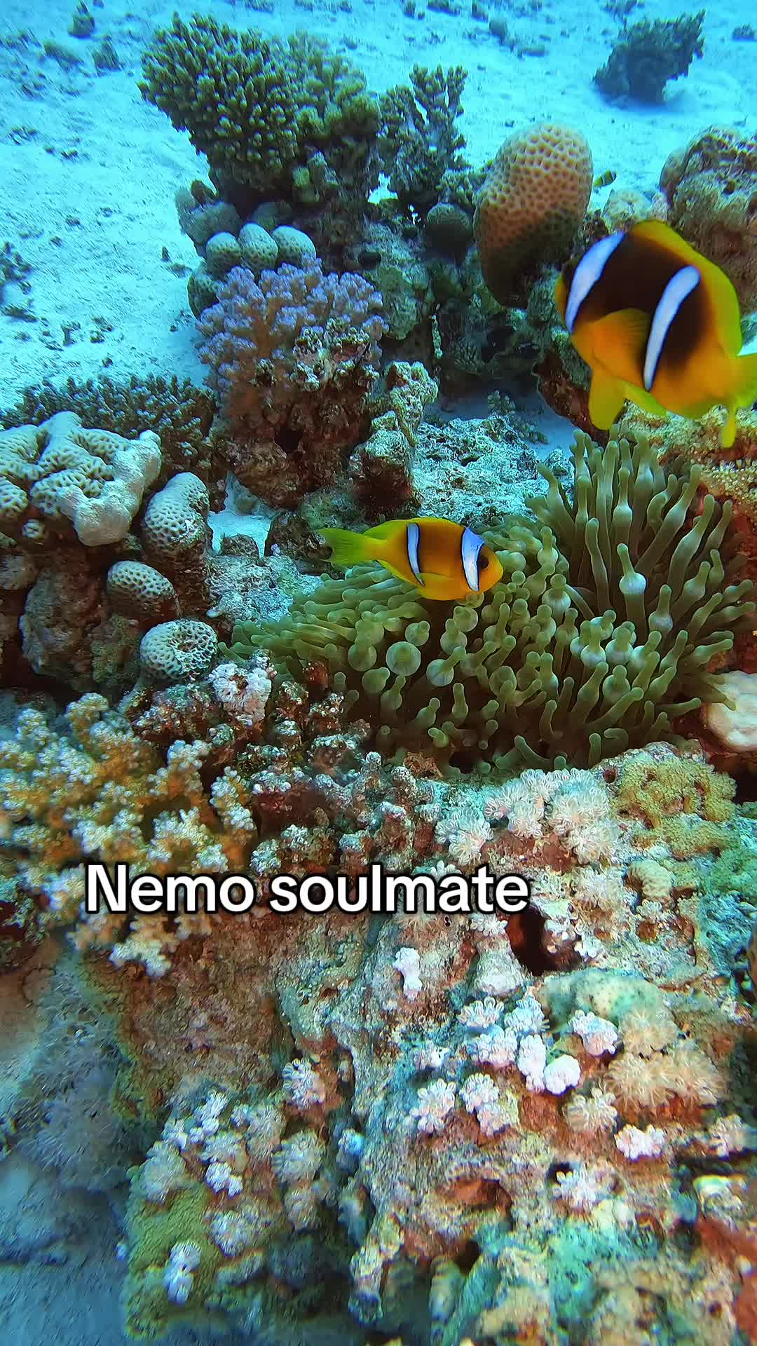 @Underwateramira 🤿&hearts;️