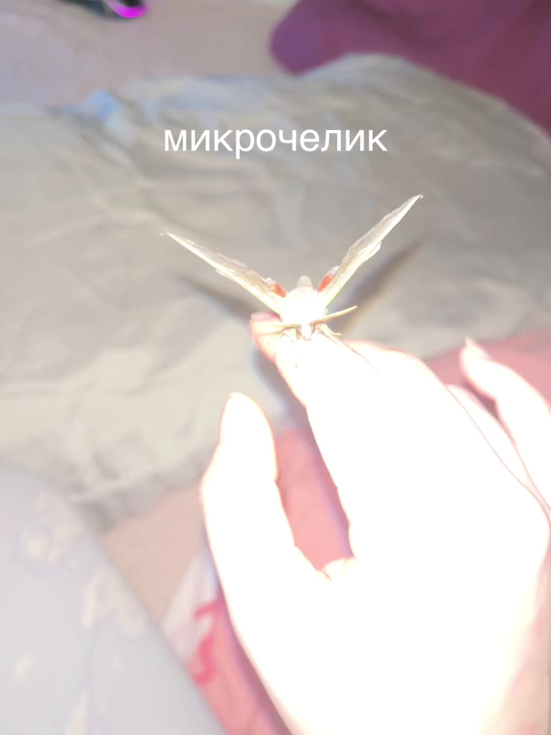 @Тгк:Метафору использовала