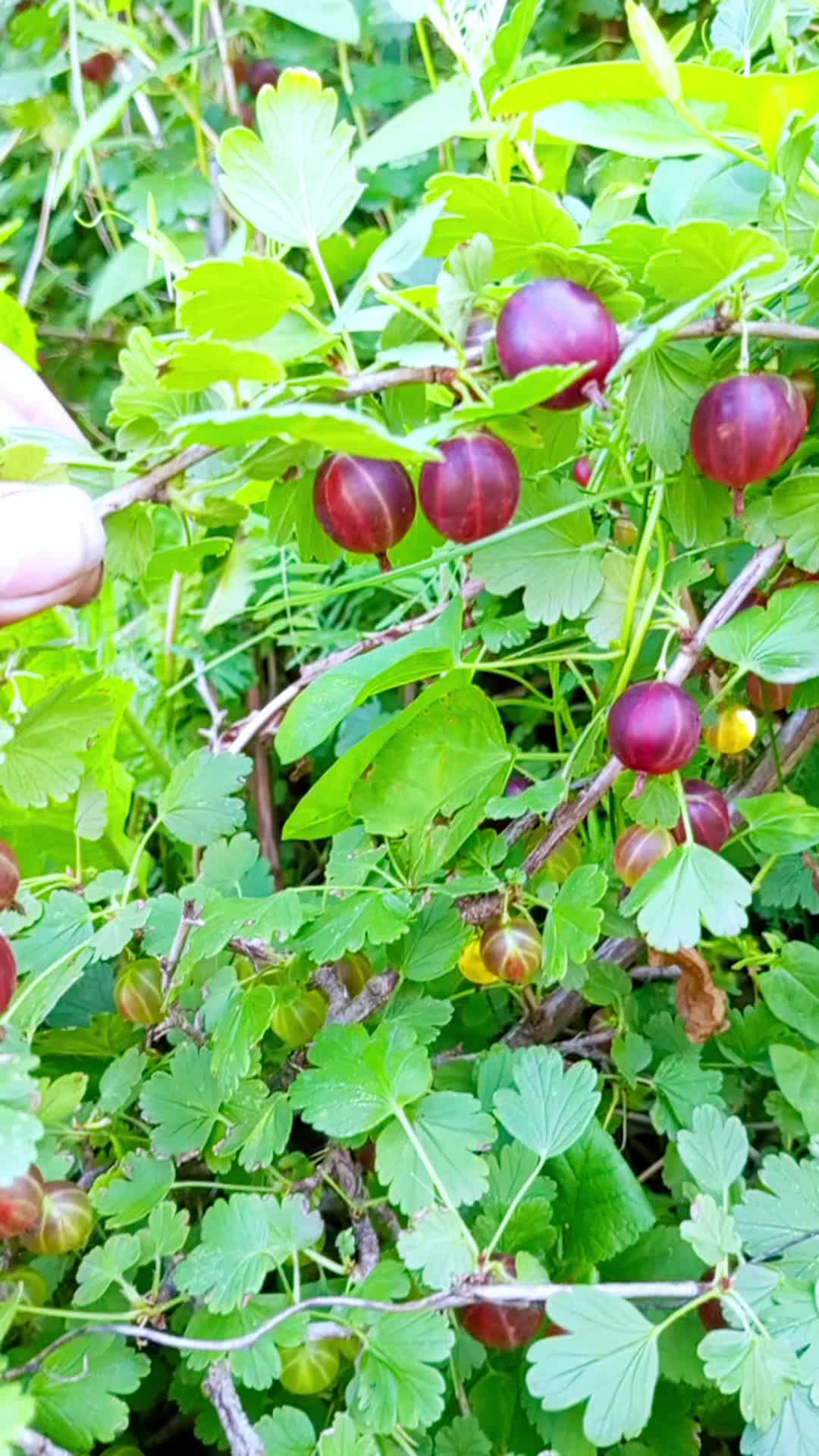 @user278533368490камета