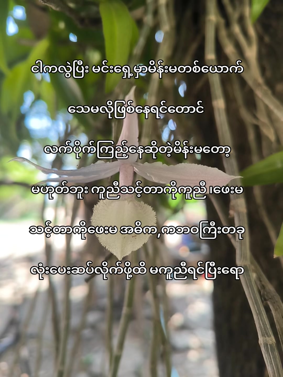 @🍃အမ်"Bi🍀