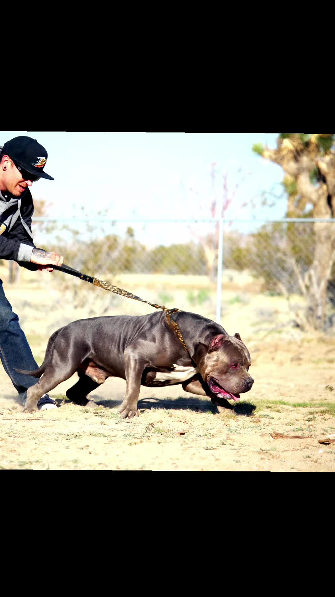 @@Dublinekennels