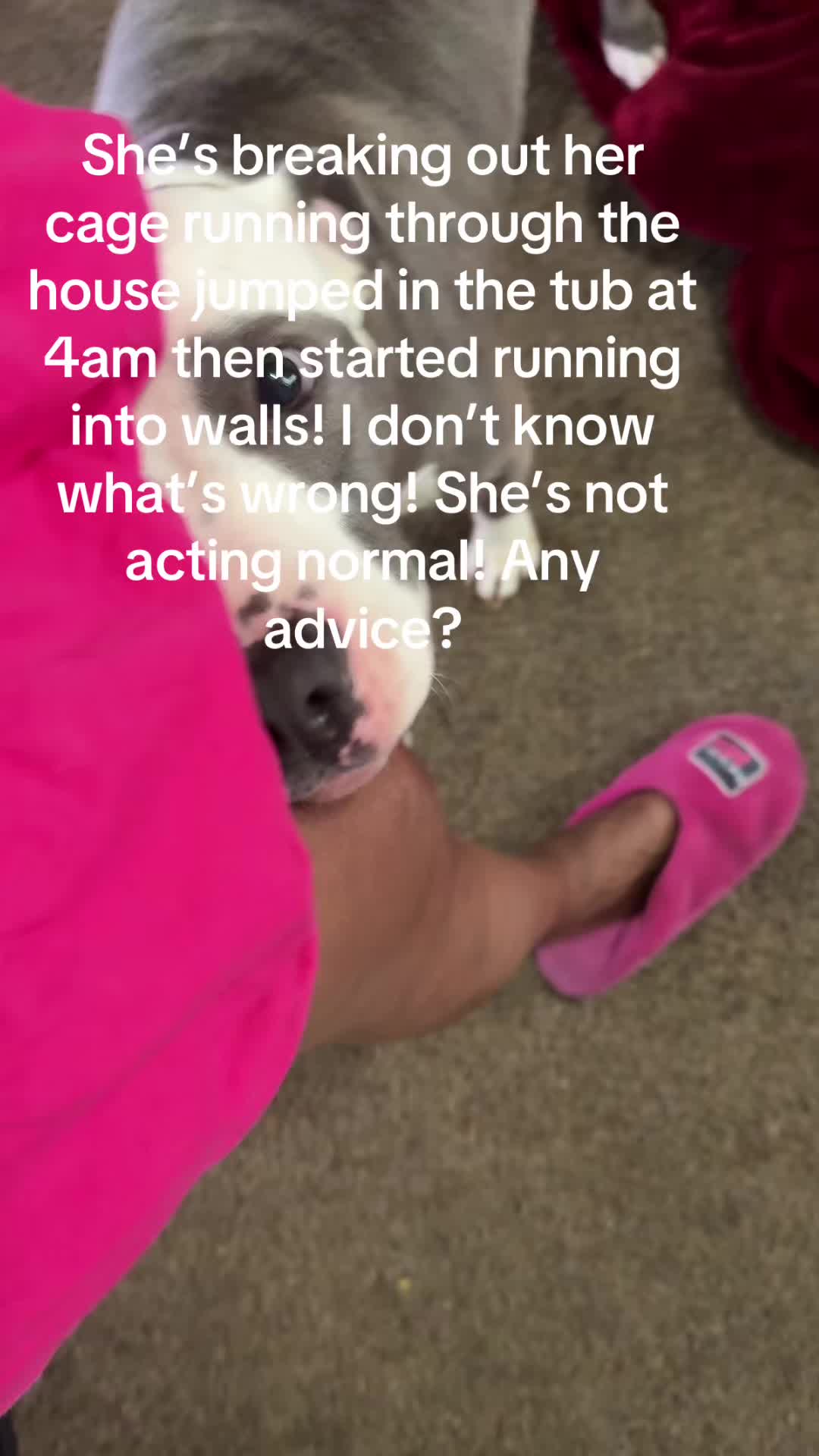 @Moosey6