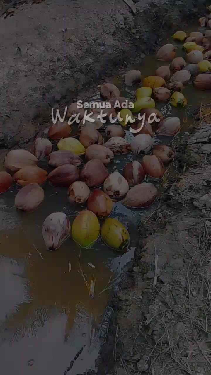 @Tukang Kebun