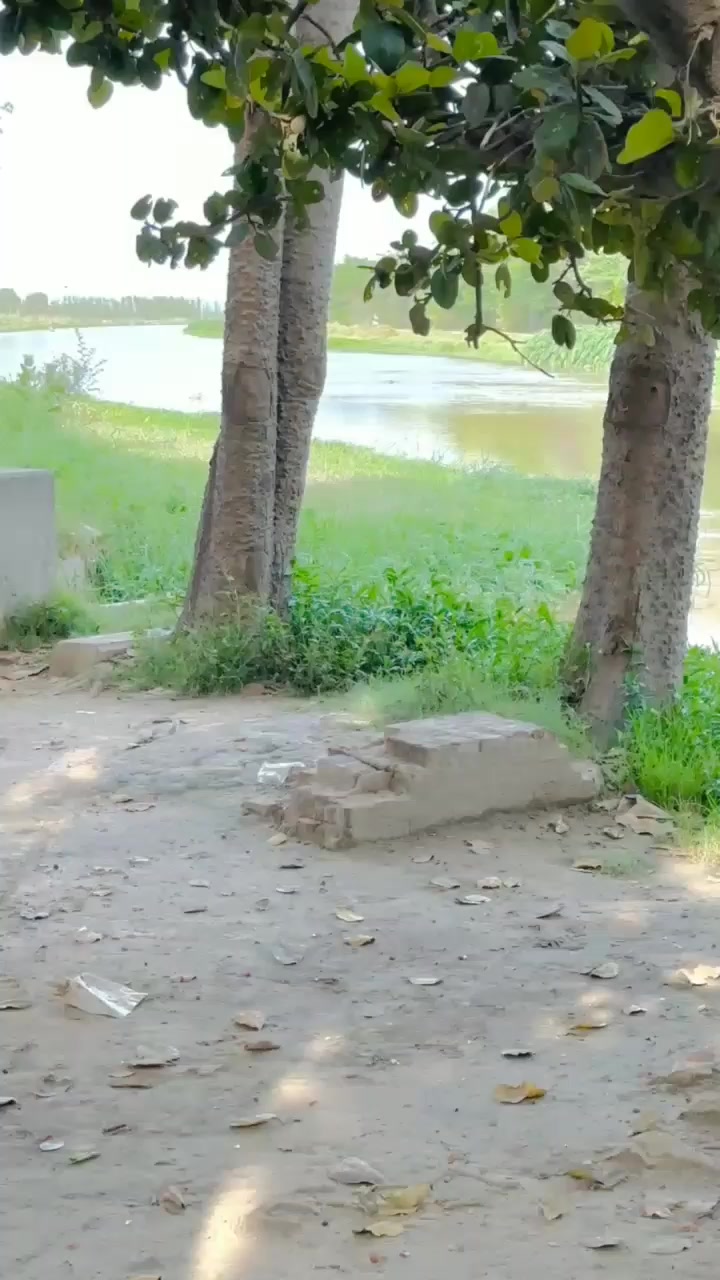 @چوہدری علی گجر 🚩