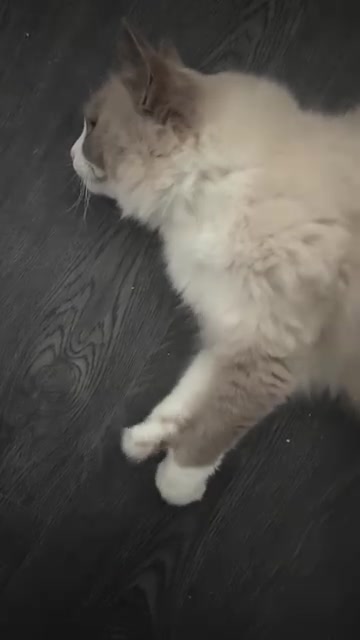 @I love ragdolls❤️