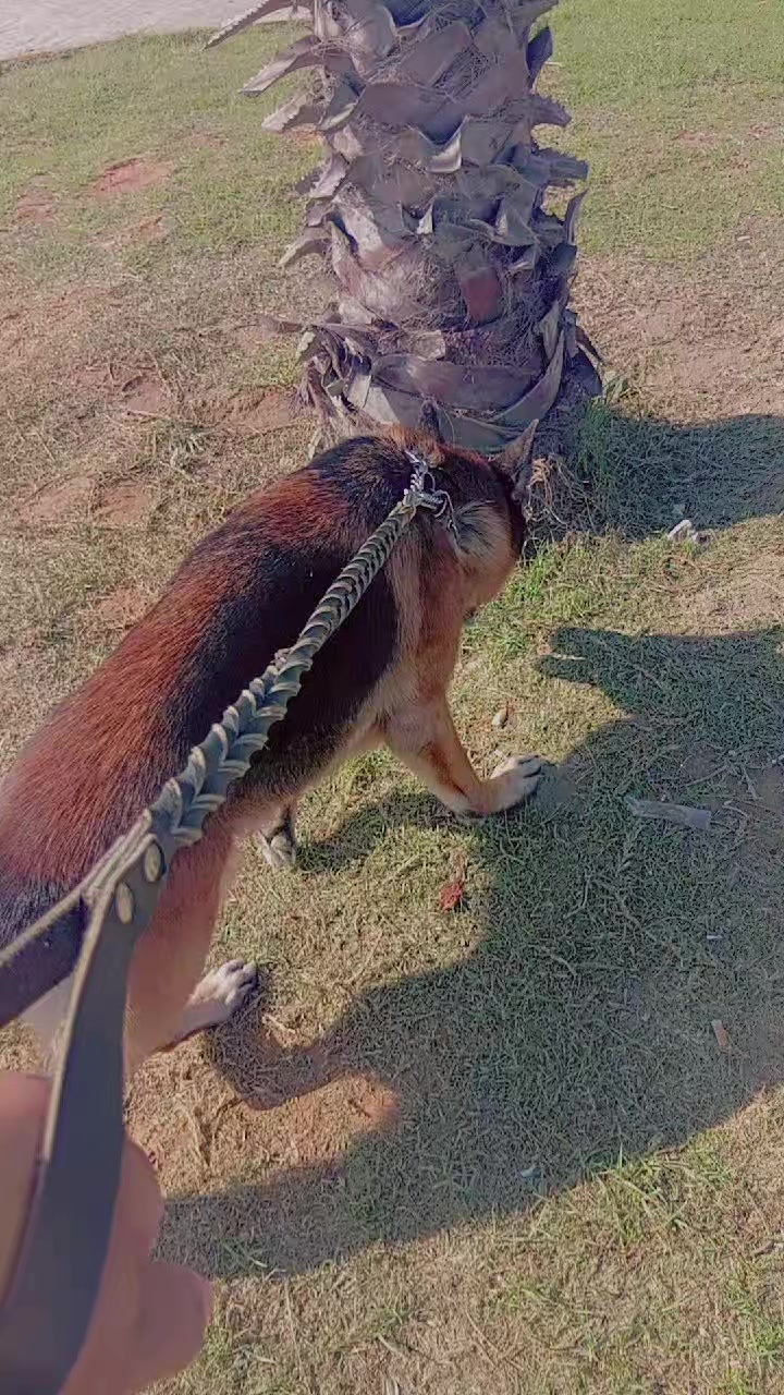 @foufa Soltan 🐕&zwj;🦺🫀 Rozza