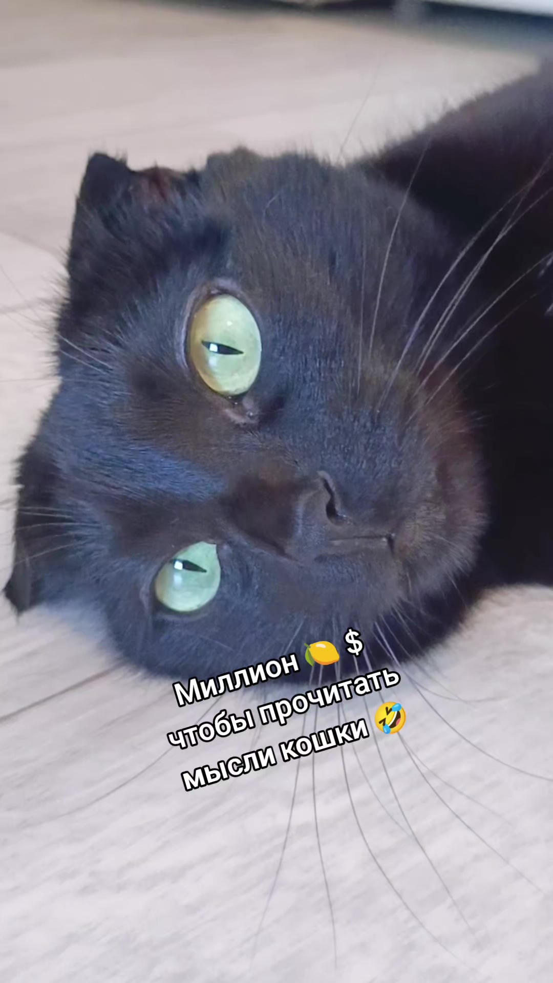 @ИрА😹Эля🐾🐾 ✔