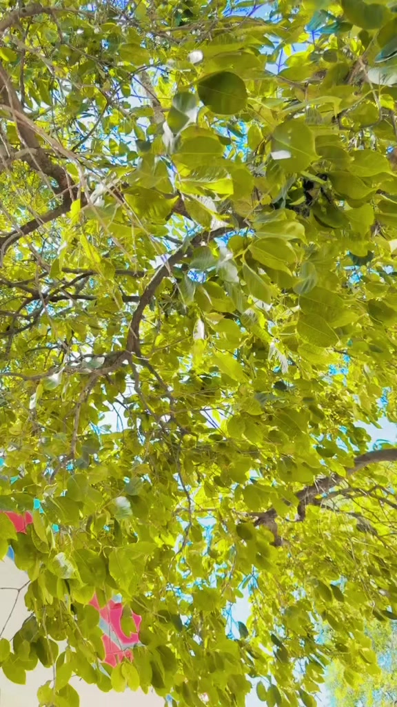 @03130519250