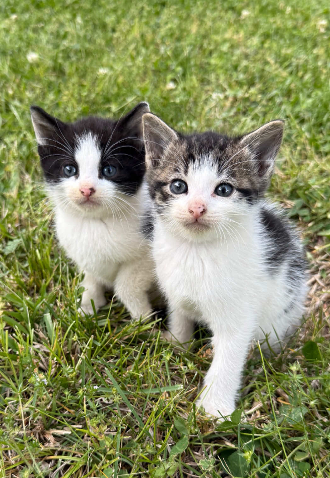 @Tay’s Feral Felines