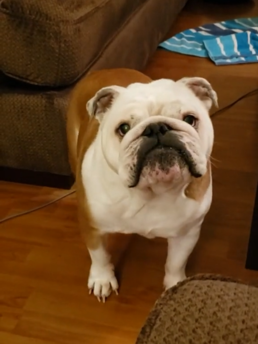 @Areyoufurwheels