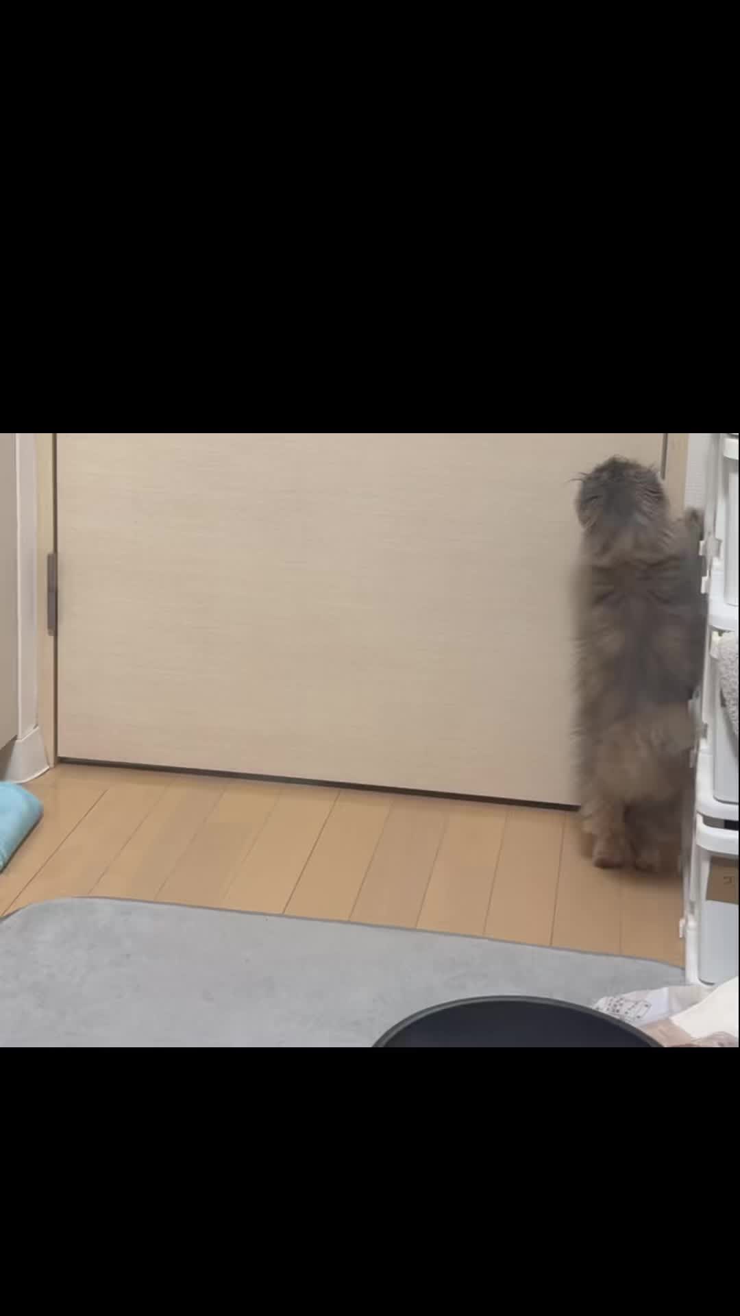 @マイクワゾウスキー