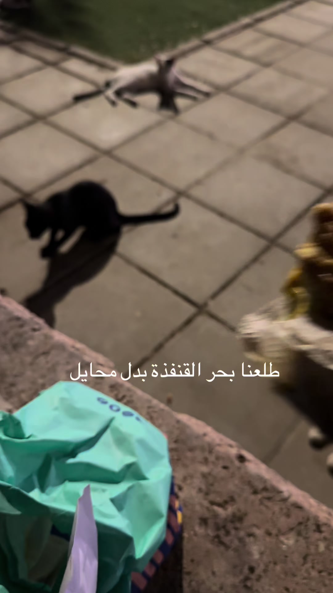 @فاطمة العَمري🌸