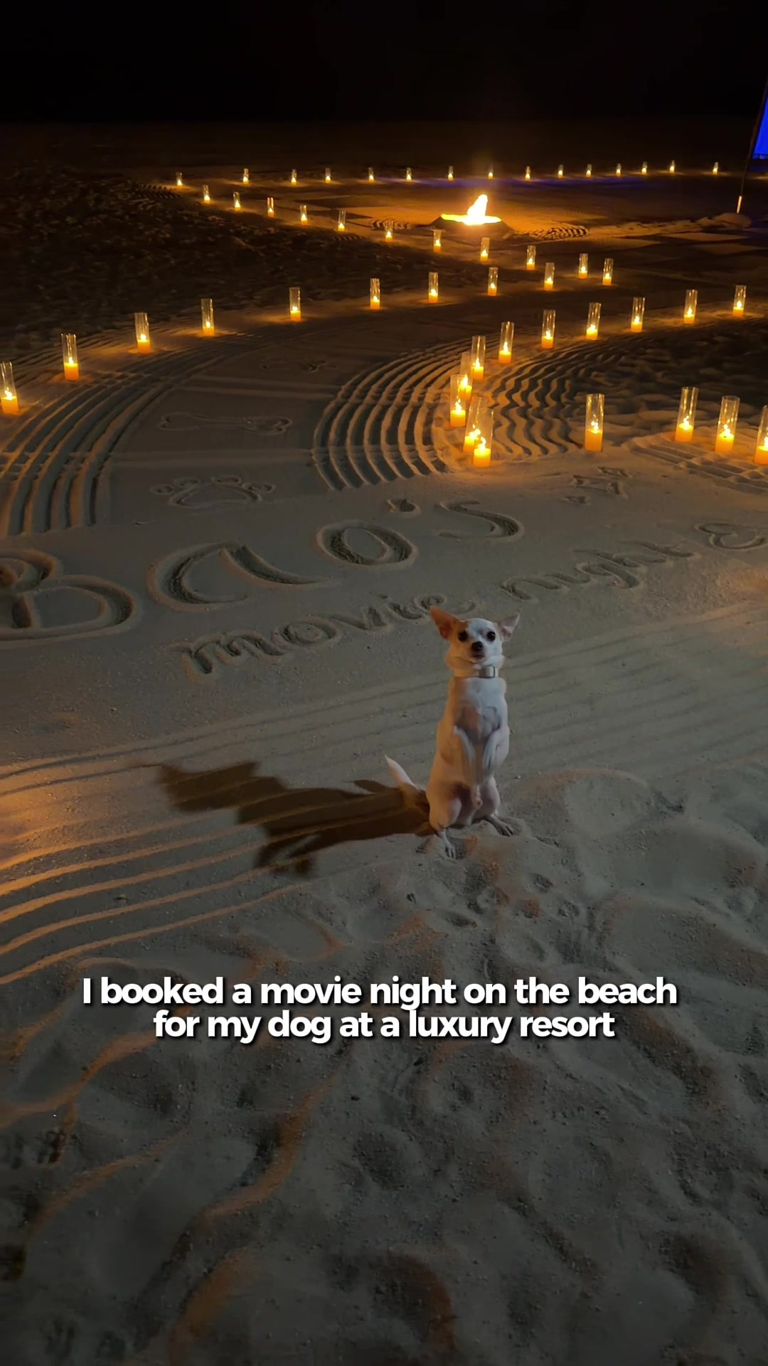 @Bao the Chihuahua