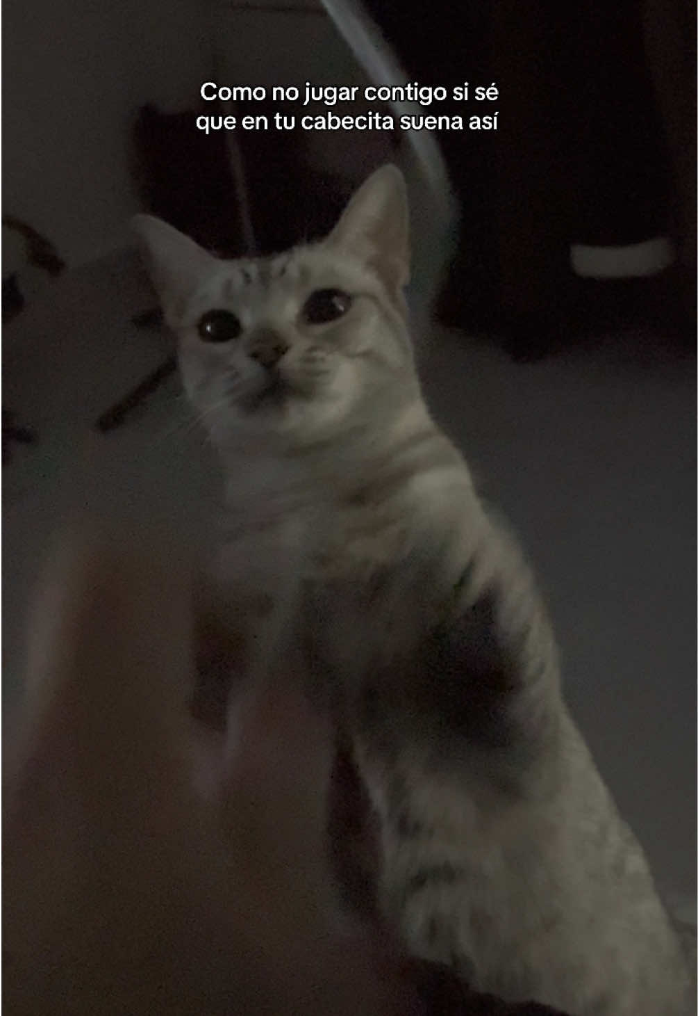 @D I M I T T R A