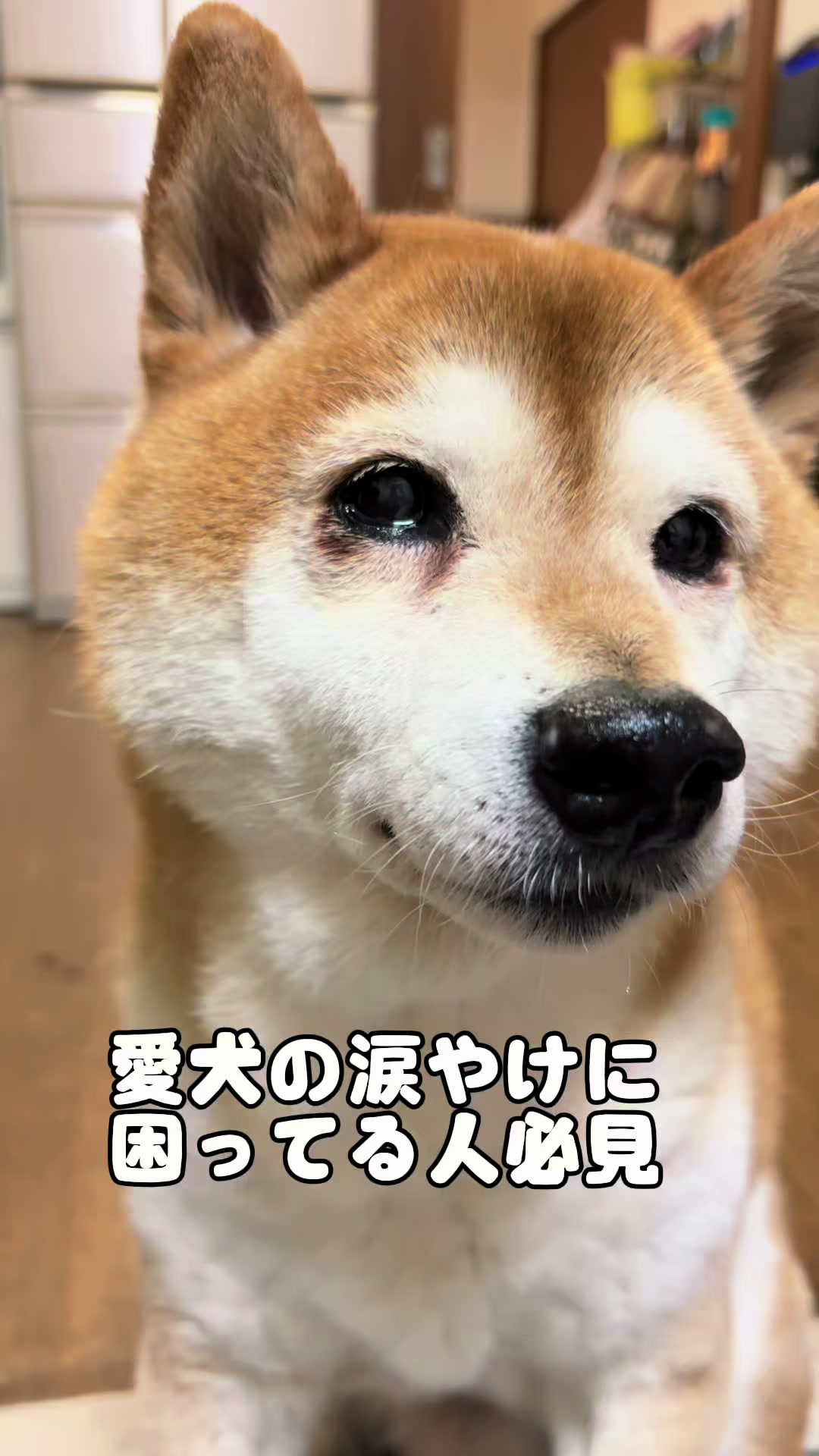 @ムックパパ🔶🐾