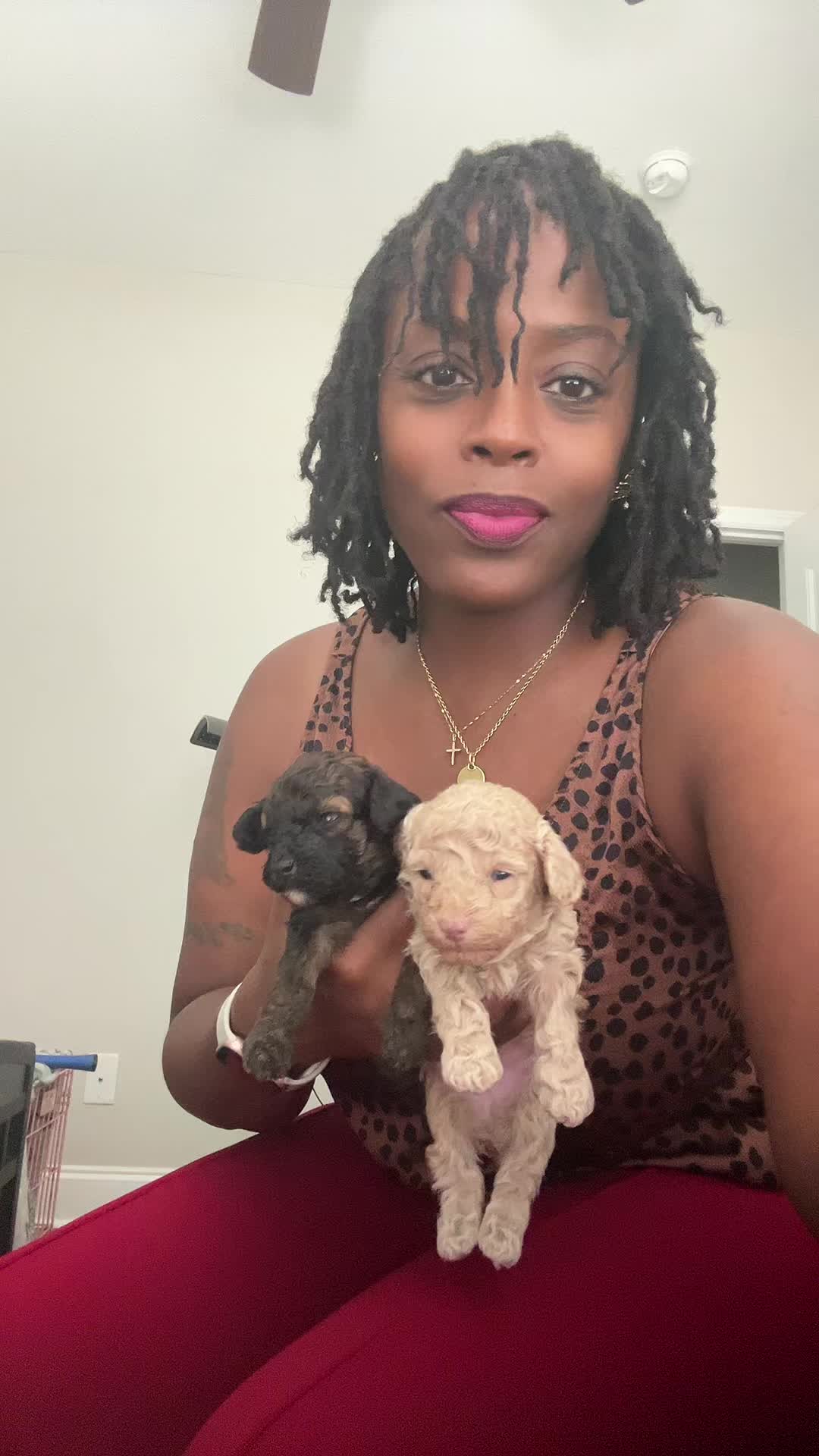 @Shortcake_kennel_2